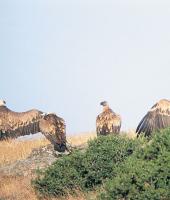 Το δάσος της Δαδιάς - Λευκίμης - Σουφλίου