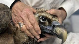 Μαυρόγυπας επέζησε από δηλητηρίαση στη Δαδιά και μεταφέρθηκε στην Αθήνα