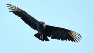 Σε εγρήγορση το Υπουργείο Περιβάλλοντος για τα δηλητηριασμένα δολώματα στον Έβρο