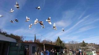 Χιλιάδες περιστέρια στον ουρανό της Αλεξανδρούπολης για το Πανελλήνιο Πρωτάθλημα