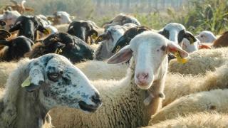 Στρατιωτικοί κτηνίατροι κατά της ευλογιάς και στην Ανατολική Μακεδονία και Θράκη