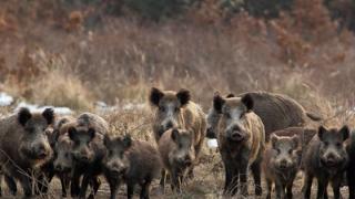 Αγριόχοιροι με αφρικανική πανώλη, εντοπίστηκαν πολύ κοντά στα ελληνοβουλγαρικά σύνορα