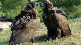 Τοποθετήθηκαν πομποί σε Μαυρόγυπες στο Δάσος Δαδιάς