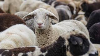 Προσλήψεις σε Δήμους λόγω της ευλογιάς των προβάτων, πρότεινε ο Δήμαρχος Σαμοθράκης