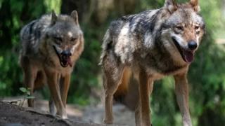 Ανησυχία στον Έβρο: Λύκοι πλησιάζουν κατοικημένες περιοχές και επιτίθενται σε σκυλιά