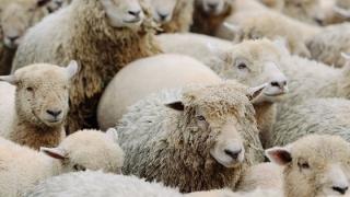 Ξεκινά η ενεργοποίηση ιδιωτών κτηνιάτρων για την αντιμετώπιση της ευλογιάς 