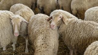 Διευκρινίσεις για τον περιορισμό μετακινήσεων αιγοπροβάτων λόγω της ευλογιάς