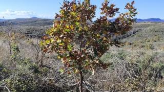 Φυτεύτηκαν 50.000 φυτά στην περιοχή "Δρυμός Νίψας" που είχε καεί