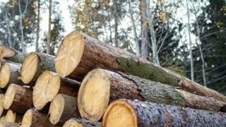 Οι μόνιμοι κάτοικοι Σαμοθράκης μπορούν να συλλέξουν καυσόξυλα