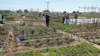 Υπάρχουν διαθέσιμα αγροτεμάχια για ενδιαφερόμενους, στον Βιοαγρό Αλεξανδρούπολης
