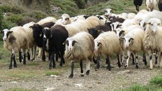 Νέο κρούσμα ευλογιάς αιγοπροβάτων επιβεβαιώθηκε στη Σαμοθράκη