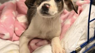 Πυροβόλησαν κουτάβι με κυνηγετικά σκάγια στην Αλεξανδρούπολη