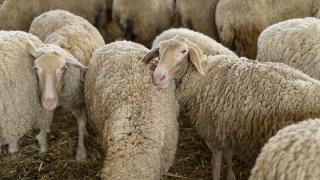 Ευλογιά προβάτων στη Σαμοθράκη και θανάτωση ζώων