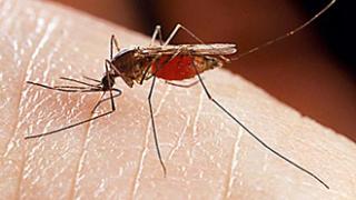 Με προσευχές για την καταπολέμηση των κουνουπιών.