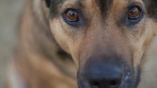 Αλεξ/πολη: Στο στόχαστρο ασυνείδητων και πάλι τα ζώα.