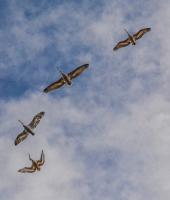 Δέλτα του Ποταμού Έβρου