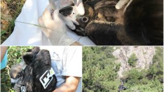 Δακτυλιώθηκαν Μαυρογυπάκια στο Εθνικό Πάρκο Δάσους Δαδιάς - Λευκίμης - Σουφλίου