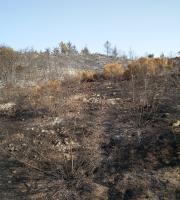 Η επόμενη μέρα μετά την πυρκαγιά στο Εθνικό Πάρκο Δάσους Δαδιάς-Λευκίμης-Σουφλίου (φωτο)