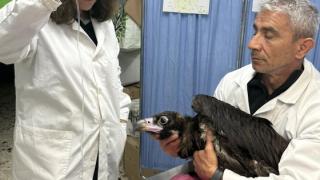 Αερομεταφορά Μαυρόγυπα από τη Δαδιά στην Αθήνα για θεραπεία