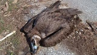 Ένας λύκος και δύο μαυρόγυπες δηλητηριάστηκαν με δολώματα στη Δαδιά