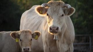 Ο Έβρος δεν είχε και δεν έχει κανένα κρούσμα αφθώδους πυρετού!