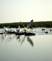 Δέλτα του Ποταμού Έβρου
