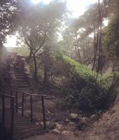 Απολιθωμένο δάσος - Σουφλίου