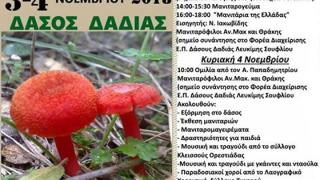 Έρχεται η 10η Γιορτή Μανιταριών στο Δάσος Δαδιάς!