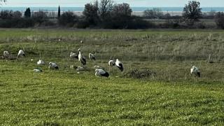 Οι πελαργοί επέστρεψαν και έφεραν την Άνοιξη!