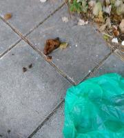 Σε σκουπιδότοπο μετατράπηκε το πάρκινγκ του Δημοτικού Camping Αλεξ/πολης (φωτογραφίες)