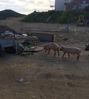 Εικόνες ΣΟΚ στη χωματερή της Αλεξ/πολης με γουρούνια να τρώνε σκουπίδια