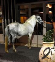 Αλεξανδρούπολη: Άλογο... βγήκε βόλτα στην πλατεία του Φάρου!(ΦΩΤΟ)