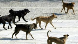 Δήμος Σαμοθράκης: Νέα σύμβαση για την περισυλλογή και φροντίδα αδέσποτων ζώων συντροφιάς 