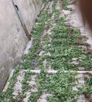  415 χασισόδεντρα εντοπίστηκαν σε δασική έκταση στη Σαμοθράκη (φώτο)