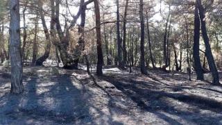 Υπόνοιες για εμπρησμό στην δασική περιοχή του Σουφλίου