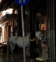 Αλεξανδρούπολη: Άλογο... βγήκε βόλτα στην πλατεία του Φάρου!(ΦΩΤΟ)