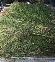 ΦΩΤΟ: Η απίστευτη ποσότητα. Περισσότερα από 3000 τα δενδρύλια.