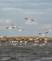 Δέλτα του Ποταμού Έβρου