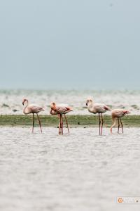 The beautiful flamingos make a stop to rest Open in Google Translate •