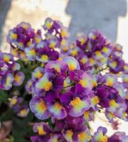 Γεωργικά εφόδια - Άνθη - Φυτά