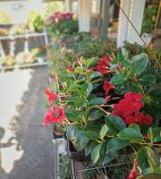 Γεωργικά εφόδια - Άνθη - Φυτά