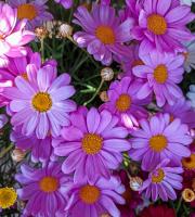 Γεωργικά εφόδια - Άνθη - Φυτά