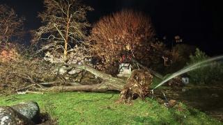 Ξύλα από δένδρα που έπεσαν στην Αλεξανδρούπολη, θα διατεθούν σε δημότες