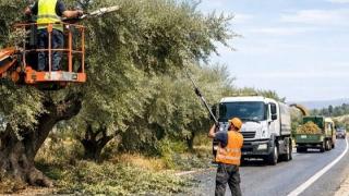 Κλαδεύονται σήμερα δένδρα σε δρόμο της Σαμοθράκης, για αποφυγή ατυχημάτων