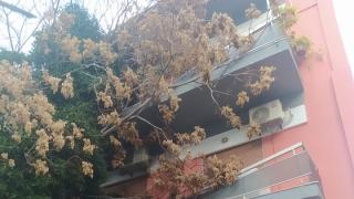 Έπεσε ολόκληρο δένδρο στην αυλή του Δημοτικού Ωδείου Αλεξανδρούπολης