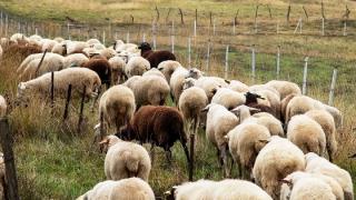 Ο Πρωθυπουργός συναντά σήμερα κτηνοτρόφους από όλη τη χώρα, για την ευλογιά