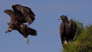 Εγκαταστάθηκαν 15 νέες φωλιές για Μαυρόγυπες στη Δαδιά