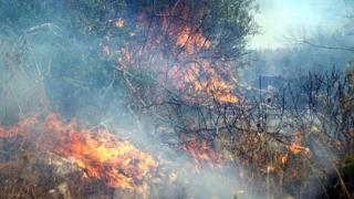 Μεγάλη φωτιά ξέσπασε σε δασική έκταση στην Κίρκη