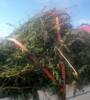 ΦΩΤΟ: Η απίστευτη ποσότητα. Περισσότερα από 3000 τα δενδρύλια.