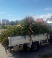 ΦΩΤΟ: Η απίστευτη ποσότητα. Περισσότερα από 3000 τα δενδρύλια.